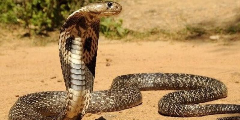 Một số bước hướng dẫn giúp bạn giải mã giấc mơ một cách hiệu quả