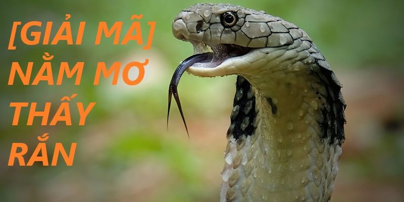 Chi tiết về ý nghĩa của các hành động mà rắn thực hiện trong giấc mơ