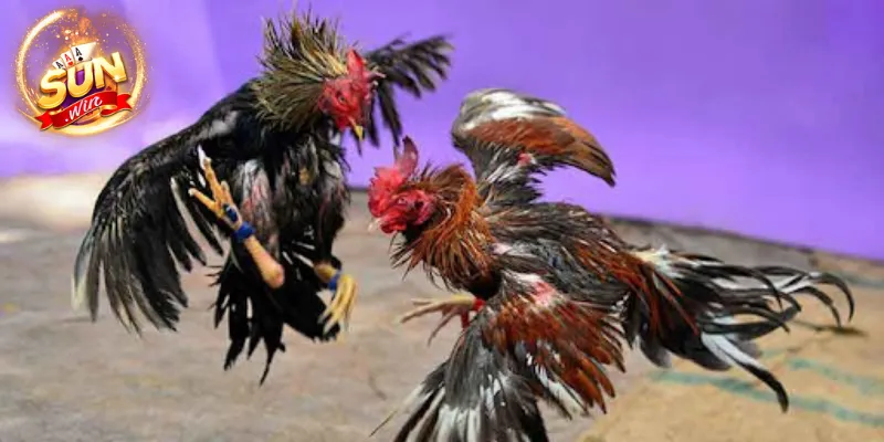 Quy định cần nắm khi tham gia trực tiếp đá gà Thomo